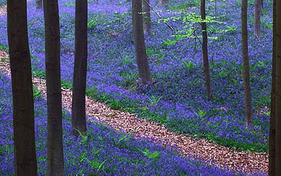 The Four Pillar System for Experiencing God’s Will